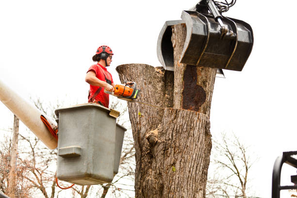 Best Emergency Tree Removal  in Ovilla, TX